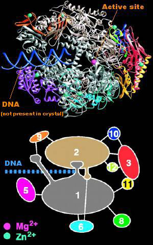 RNA POL II with DNA in the
Crab Claw.  Color Coded to Show Subunits