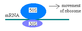 Ribosome around mRNA