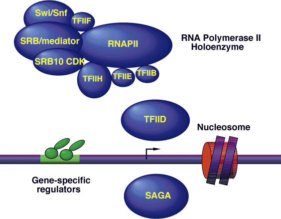 Transcription Initiation Complex