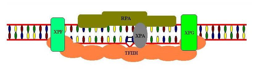 Eukaryotic Nucleotide Excisison Repair - Click to go to the NER website