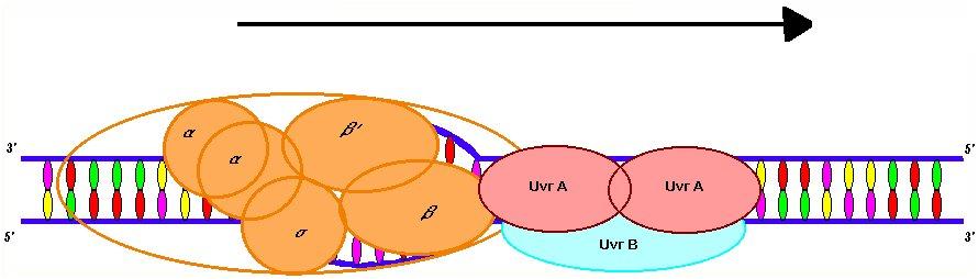 RNAP with UrvA2B complex