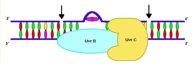 UvrBC