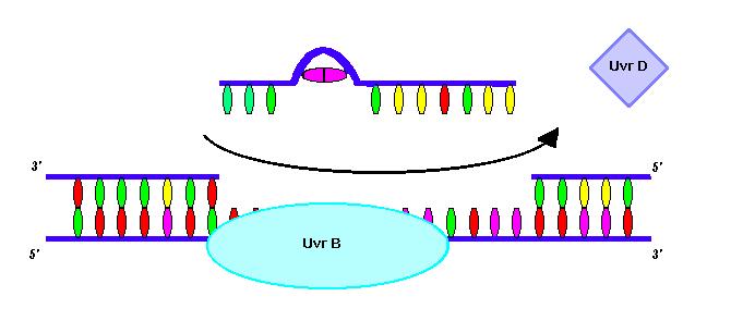 UvrB and gap in DNA