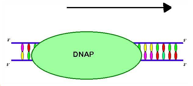 DNA Polymerase I