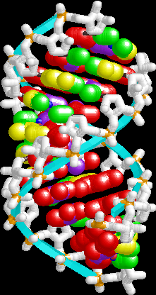 A-RNA 1