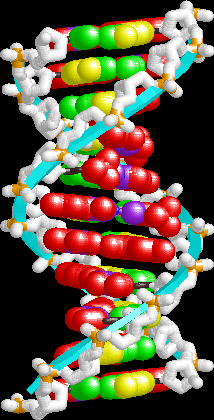 B-DNA 1