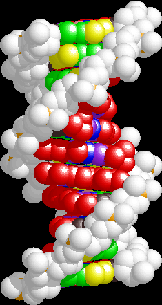 B-DNA 2